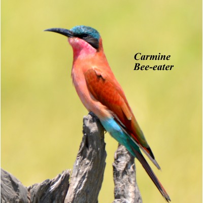 Carmine Bee-eater